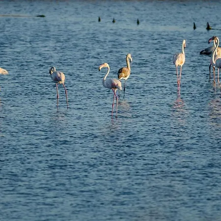 Ocean 52 By Rent4all شقة