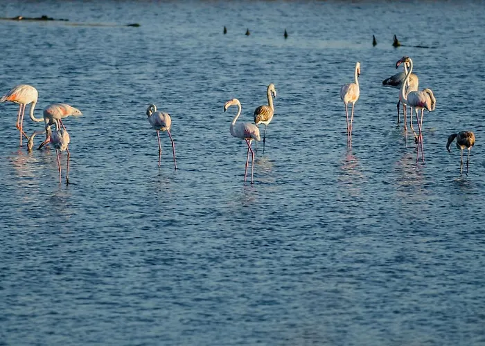 Ocean 52 By Rent4all Apartamento